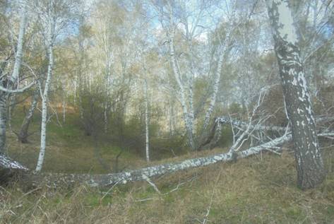 C:\Users\NEXT\Desktop\Сказка+\7. Сосна скамейка.JPG