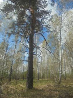 C:\Users\NEXT\Desktop\Сказка+\11. 100-летняя сосна.JPG