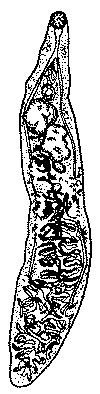 представитель