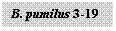 �������: B. pumilus 3-19