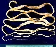 http://upload.wikimedia.org/wikipedia/ru/thumb/f/f3/11worm.jpg/180px-11worm.jpg