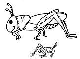 grasshoper06.gif