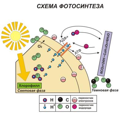 http://fs1.ucheba-legko.ru/images/e2b39f12eff48ebc1bfa61d8a4ae2a3e.jpg