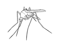 C:\Documents and Settings\u\������� ����\������ ����������\nasekomye-51.jpg