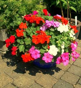 http://sazhaemsad.ru/catalog/wp-content/gallery/impatiens/Impatiens_walleriana_.jpg