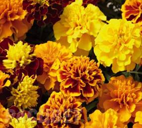 http://www.5179935.ru/images/ifcshop/full/tagetes%20mix_700x630.jpg