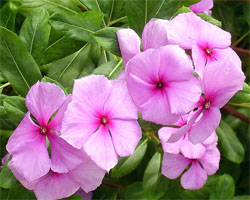 http://www.homecveti.ru/wp-content/uploads/2012/01/Catharanthus1.jpg