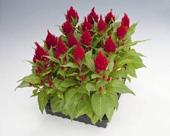&TScy;&iecy;&lcy;&lcy;&ocy;&zcy;&icy;&yacy; &mcy;&iecy;&tcy;&iecy;&lcy;&softcy;&chcy;&acy;&tcy;&acy;&yacy; &Gcy;&lcy;&ocy;&rcy;&icy;&ucy;&scy; &kcy;&rcy;&acy;&scy;&ncy;&ycy;&jcy; (Celosia Glorious Red)