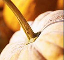 Описание: Описание: D:\Мои документы\Не залазить\тЫКВА\pumpkin.jpg