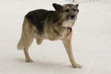 http://ru.trinixy.ru/pics/dog_life_14.jpg