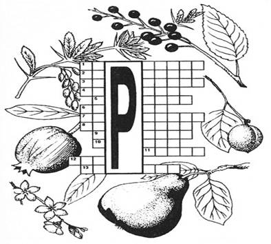 http://boomerangclub.ru/up/images/informaciya/priroda-sakhalina-i-kuril/multemediinie-diski/Drevesnue/images/game/krossword/krossword%20%2814%29.jpg