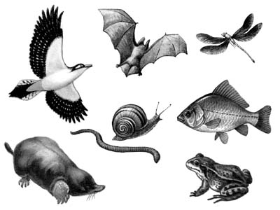 http://bio.1september.ru/2001/31/20.jpg