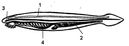 http://85.142.162.126/os/docs/0E1FA4229923A5CE4FC368155127ED90/questions/BIO.2012.II.9.A7.01(copy1)/innerimg0.gif
