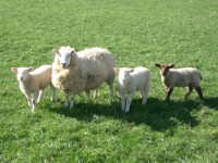 sheep