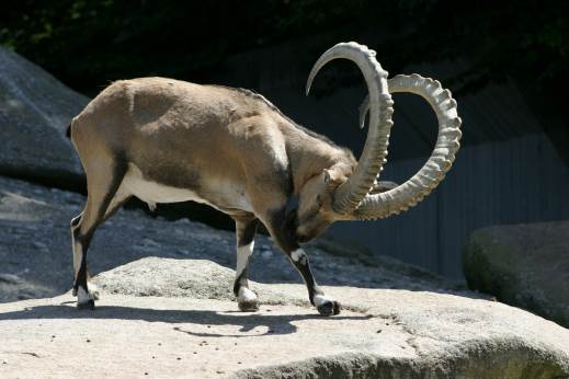 http://dic.academic.ru/pictures/wiki/files/67/Capra_ibex_ibex_%E2%80%93_04.jpg