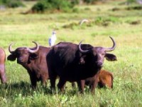 bubalus