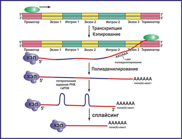 C:\Users\Катерина\Desktop\МолБиол\схемаТранскрипция.jpg