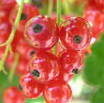 http://im8-tub-ru.yandex.net/i?id=514923631-45-72&n=21
