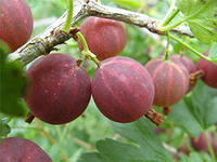 http://im5-tub-ru.yandex.net/i?id=386965312-45-72&n=21