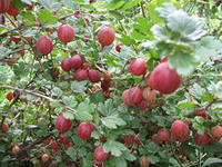 http://im4-tub-ru.yandex.net/i?id=241555422-05-72&n=21