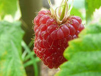 http://im0-tub-ru.yandex.net/i?id=211640215-64-72&n=21