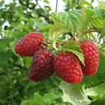 http://im5-tub-ru.yandex.net/i?id=142067594-47-72&n=21