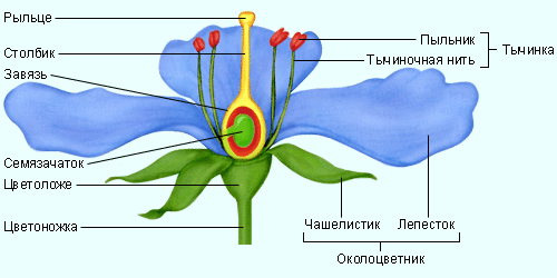 C:\Program Files\Physicon\Open Biology 2.6\content\chapter10\section4\paragraph3\images\10040303.gif