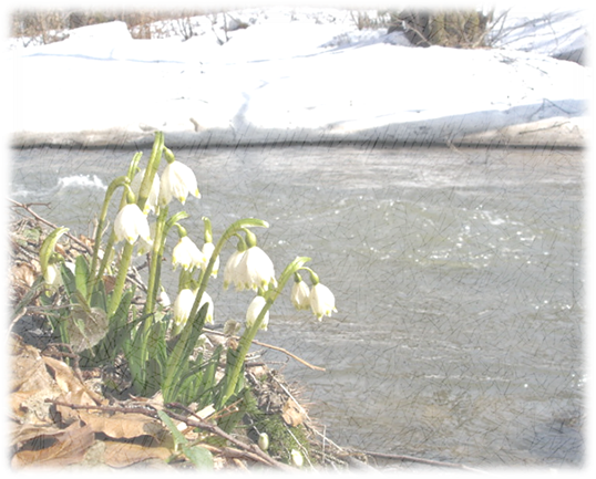 http://www.proza.ru/pics/2014/03/15/1287.jpg