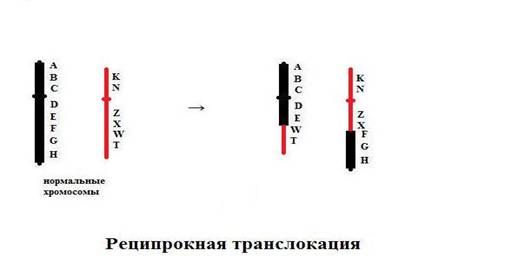 C:\Users\Катерина\Pictures\реципрокТрансл.jpg