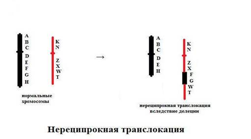 C:\Users\Катерина\Pictures\нереципрТрансл.jpg