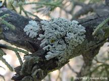 http://www.plantpath.iastate.edu/pdc/files/Image/lichen%20on%20red%20cedar%20copy.jpg
