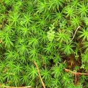 http://www.highlandguides.com/images/mosses.jpg