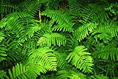 http://kmacphoto.net/ferns.jpg