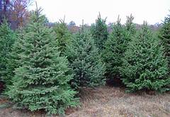 http://krupnomery.ru/img/hvo/blue_spruce.jpg