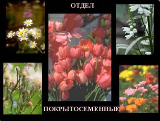 http://festival.1september.ru/articles/210518/img4.jpg