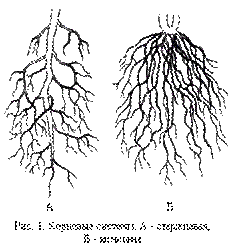 http://www.sknowled.com/morfolog/img/korn_cict.gif