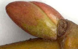 http://www.ecosystema.ru/08nature/trees/morf-win/m04-3.jpg