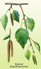 http://medicalherbs.sci-lib.com/images/medherb018.jpg