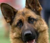 http://www.sem40.ru/uploads/dog_cahal.jpg