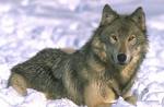 http://t0.gstatic.com/images?q=tbn:TclkykOr70CE6M:http://piterhunt.ru/pages/animals/anim/volk/v1.jpg