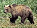 http://t3.gstatic.com/images?q=tbn:e4nP227kINr7bM:http://zmmu.msu.ru/personal/pavlinov/Mam_Rus_f/Ft_Carn/UR_ARC2.JPG