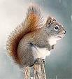 http://t2.gstatic.com/images?q=tbn:F6F278IA-Jta1M:http://schools.keldysh.ru/co1678/Project/Sokolova1678/foto/bel.jpg