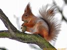 http://t3.gstatic.com/images?q=tbn:I1x3pWh9DpgzHM:http://www.naturephotography.org.ua/photo/squirrel2.jpg