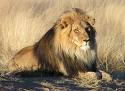 http://t0.gstatic.com/images?q=tbn:VtYo9NnbvyEZ2M:http://easycat.ru/img/lev/lion4.jpg