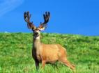 http://img.animal-photos.ru/deers/deers-3.jpg