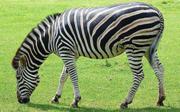 http://zateevo.ru/userfiles/image/Zveri_Dikie/Zebra/chapmanszebra1.JPG