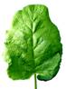 ��������: http://24hair.ru/wp-content/uploads/2013/07/3915burdock_leaf.jpg
