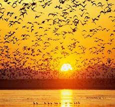 C:\Users\��������\Desktop\����� ����� (2)\Animals_Birds__001994_1��6�6.jpg