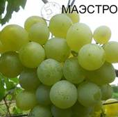 Виноград Маэстро. Виноградник