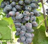 Чарли гроздь